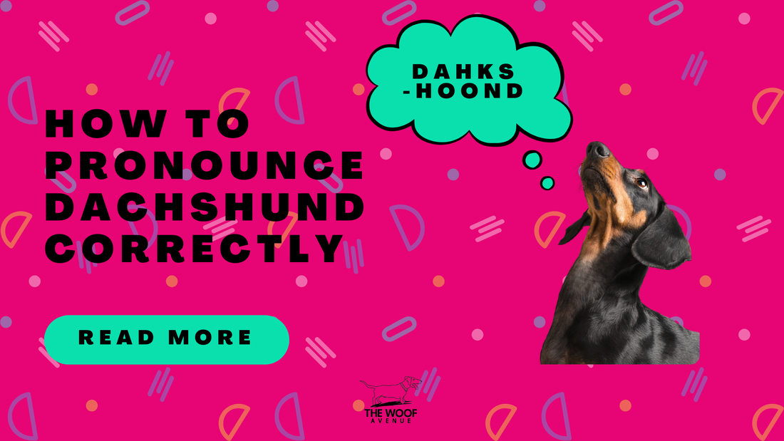 From Doxie to Wiener Dog: How to Pronounce Dachshund and Its Many Nicknames