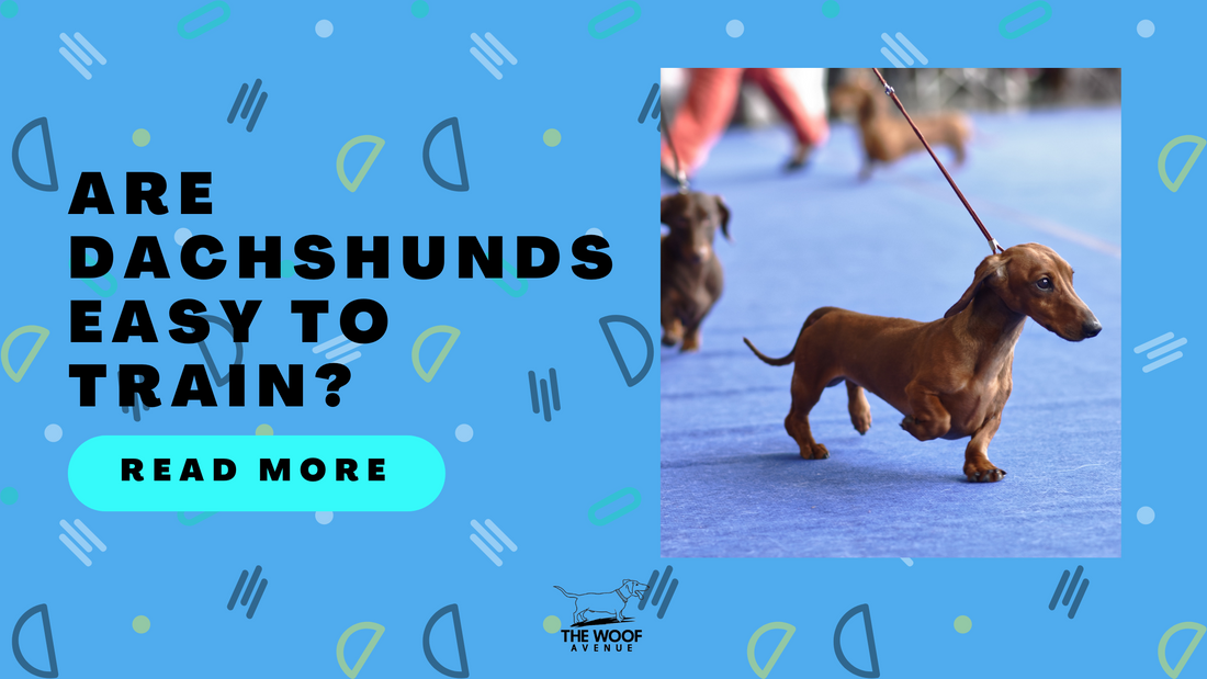 Are Dachshunds Easy to Train? The Complete Guide to Training Your Stubborn Yet Lovable Sausage Dog