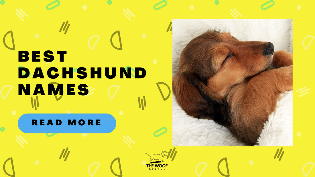 Best Dachshund Names: A Fun Guide to Naming Your Sausage Dogs