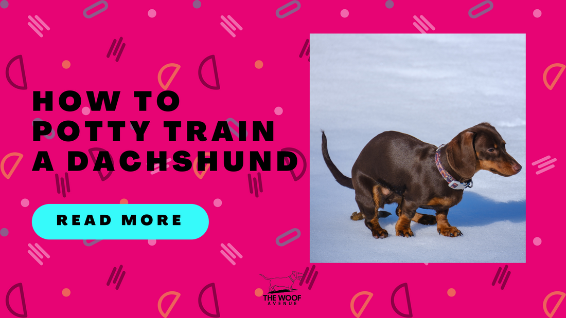 How to Potty Train a Dachshund: The Ultimate Guide for Success