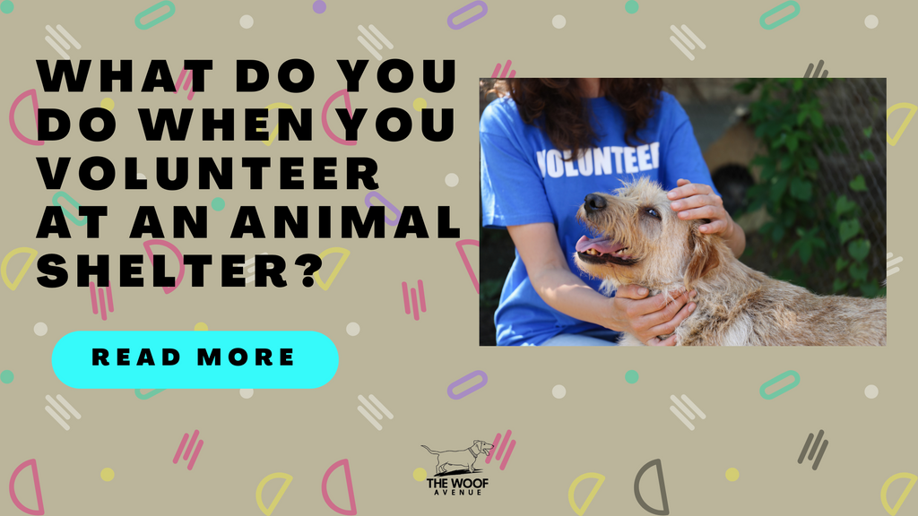 What Do You Do When You Volunteer at an Animal Shelter? Comprehensive Guide