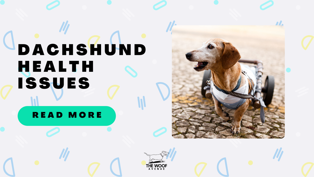 Dachshund Health Issues: The Ultimate Guide to Keeping Your Dachshund Healthy